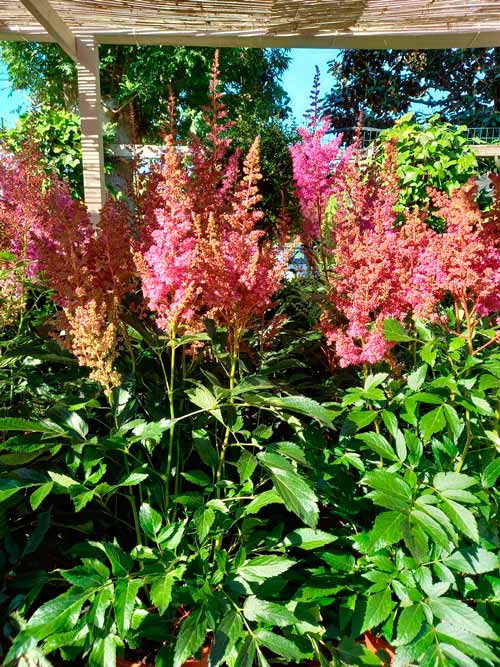 Astilbe