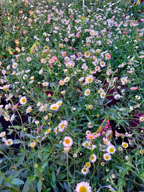 Erigeron