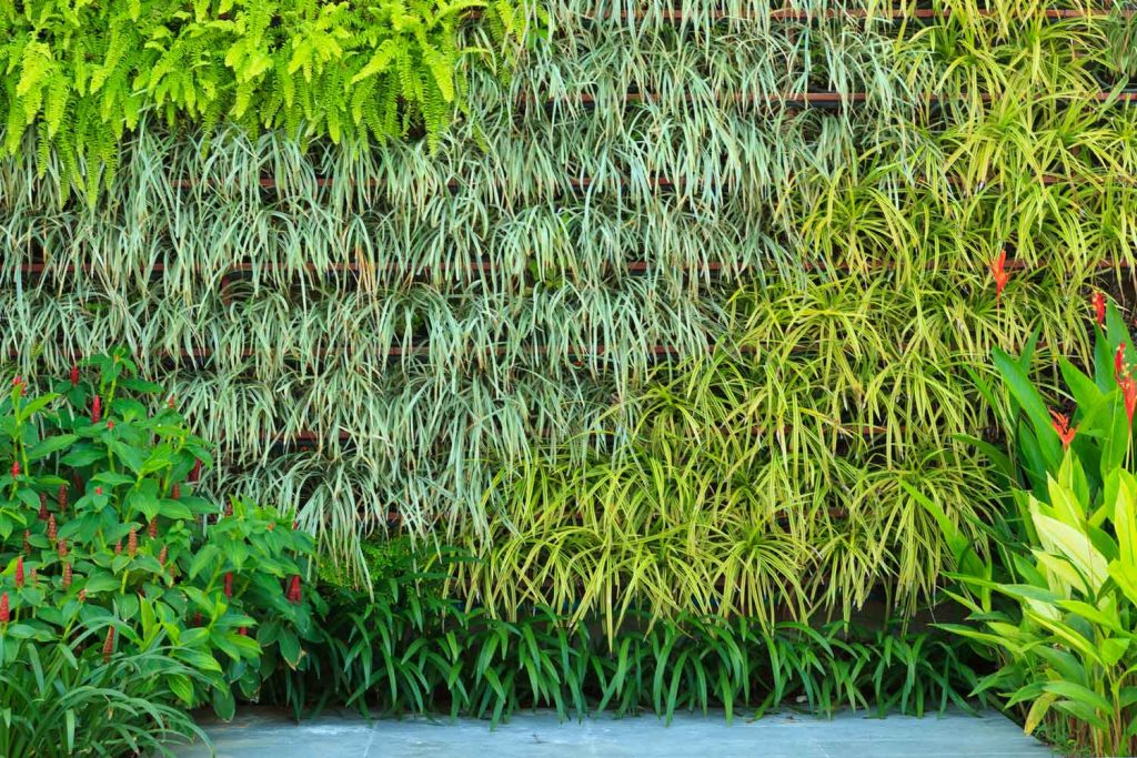 Verde verticale: 4 idee per il tuo giardino d’autunno