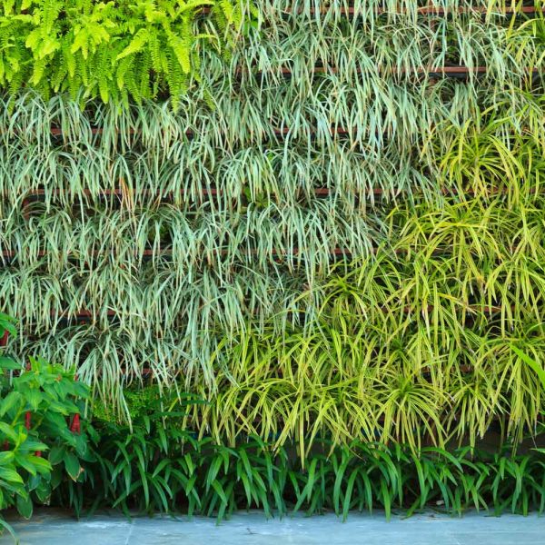 Verde verticale: 4 idee per il tuo giardino d’autunno